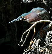 Green Heron