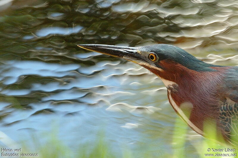 Green Heron, identification