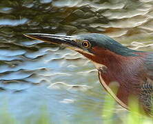 Green Heron