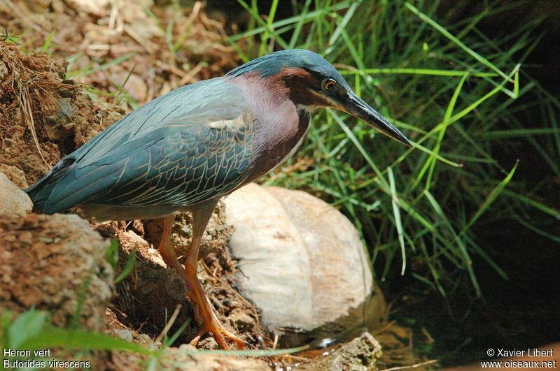 Héron vert, identification