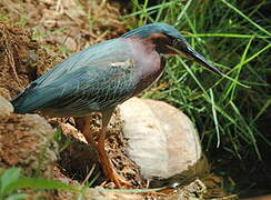 Green Heron