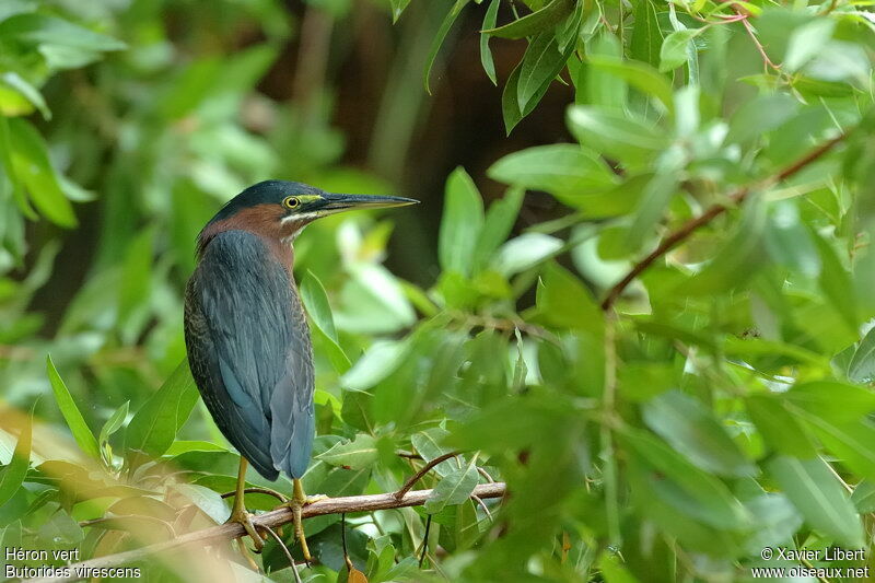 Green Heron, identification