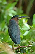 Green Heron