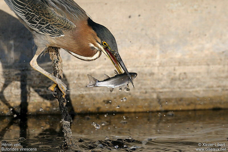 Green Heron, Behaviour