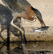 Green Heron