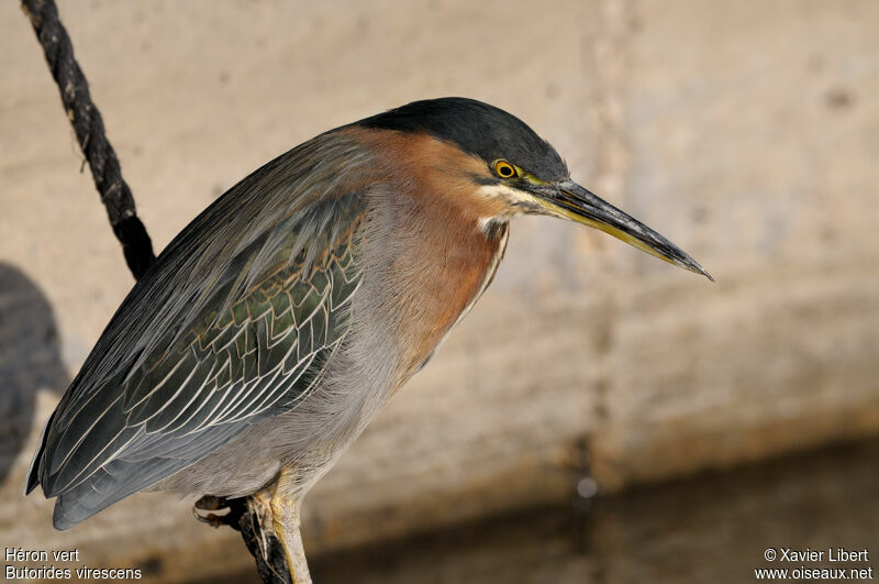 Green Heronadult, identification