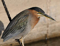 Green Heron