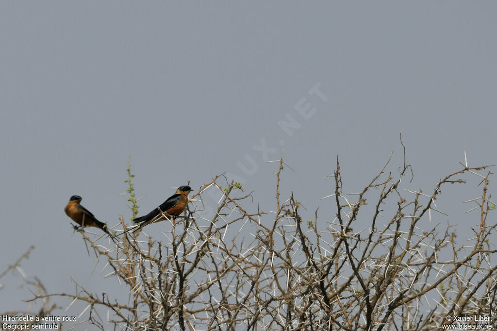 Red-breasted Swallowadult, identification