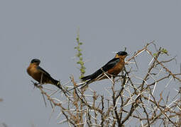 Red-breasted Swallow