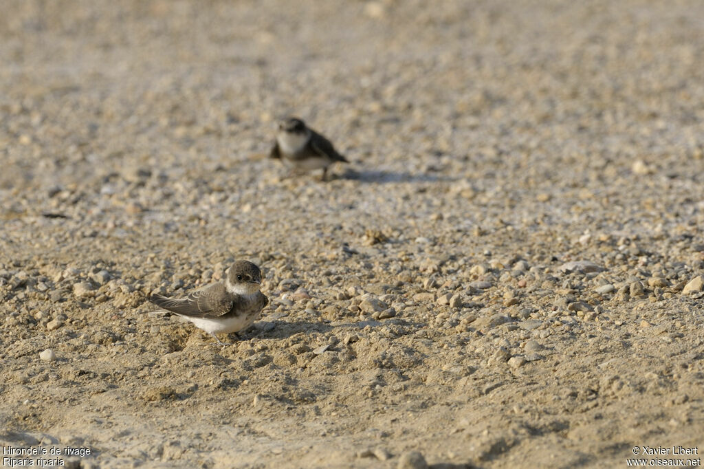 Sand Martinjuvenile, identification