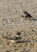 Sand Martin