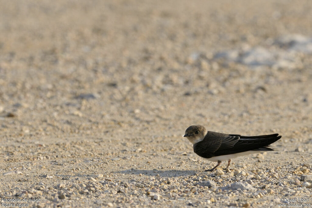 Sand Martinjuvenile, identification