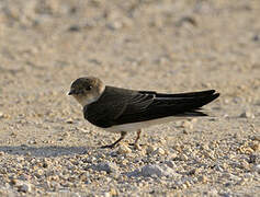 Sand Martin