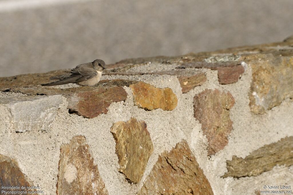 Eurasian Crag Martin, identification