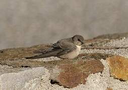 Eurasian Crag Martin