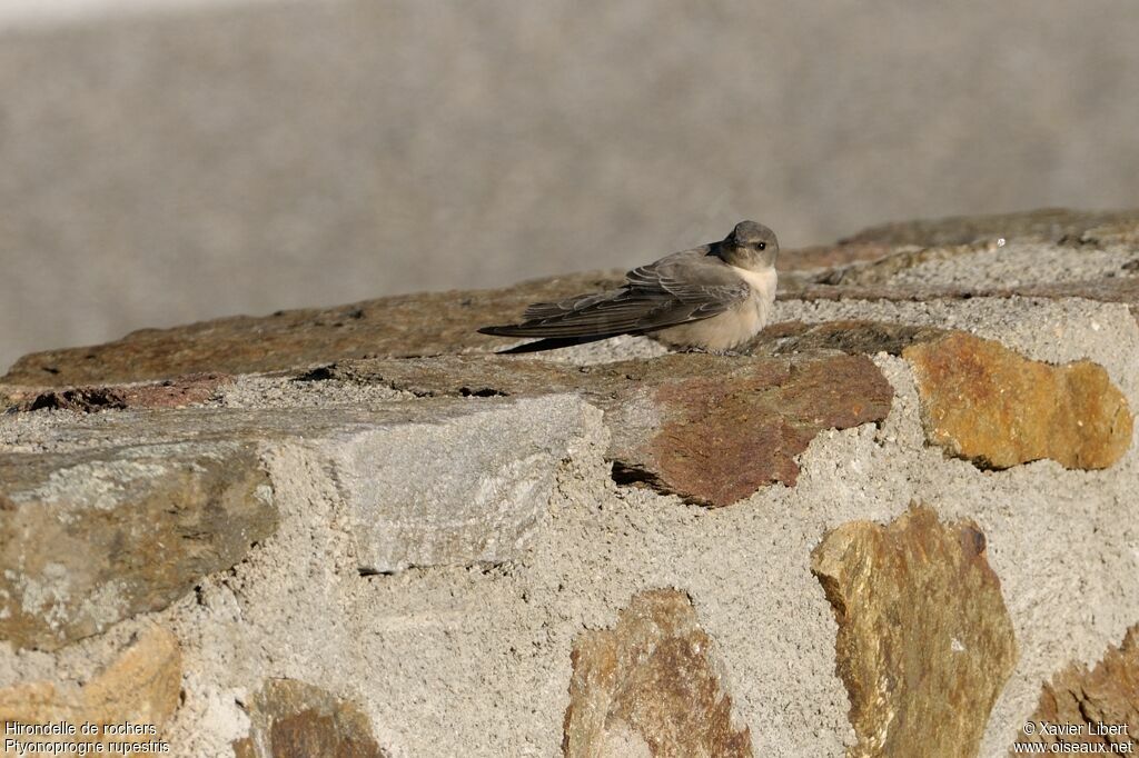 Hirondelle de rochers, identification