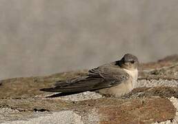 Eurasian Crag Martin