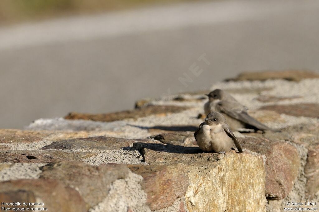 Hirondelle de rochers, identification