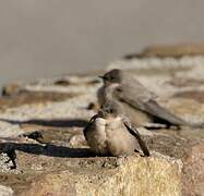 Eurasian Crag Martin