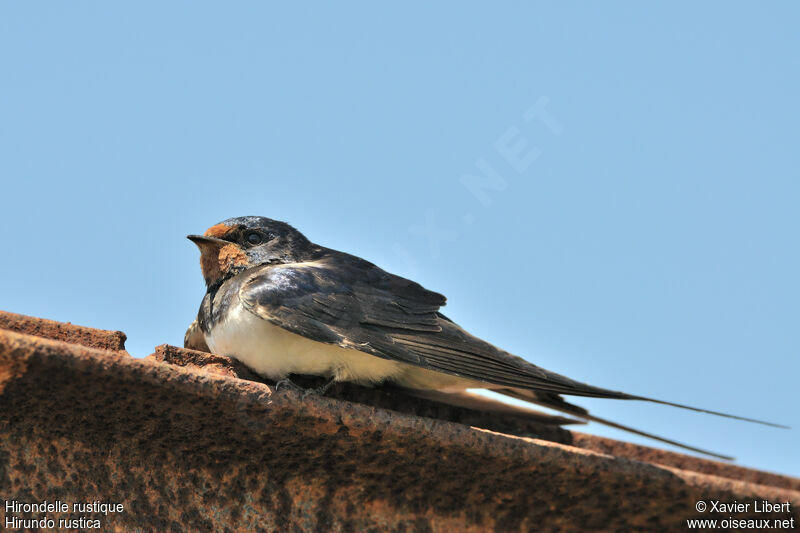 Hirondelle rustique mâle adulte, identification