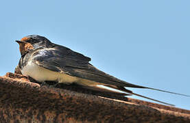 Barn Swallow