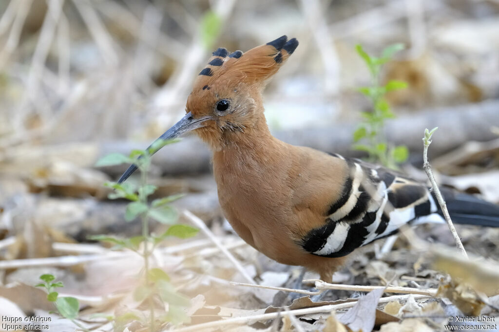 Huppe d'Afriqueadulte, identification