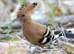 African Hoopoe