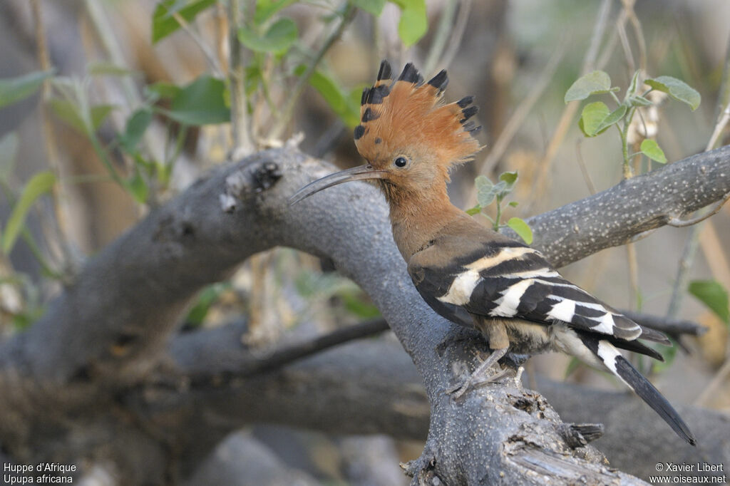 Huppe d'Afriqueadulte, identification