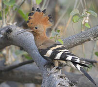 African Hoopoe