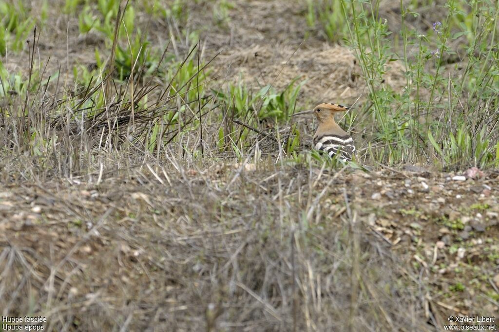 Huppe fasciée, identification