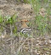 Eurasian Hoopoe