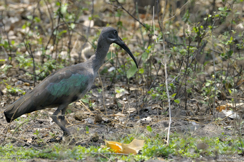 Ibis hagedashadulte, identification