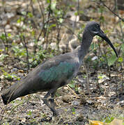 Hadada Ibis