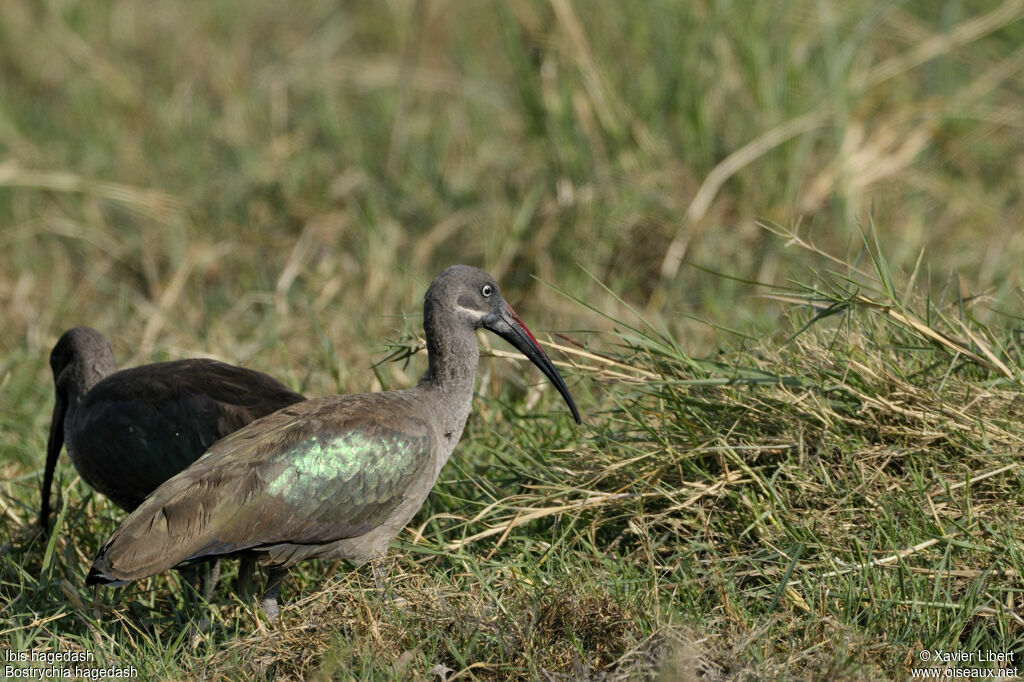 Ibis hagedashadulte, identification