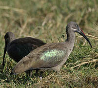 Hadada Ibis