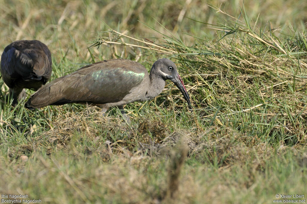 Ibis hagedashadulte, identification