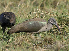 Hadada Ibis