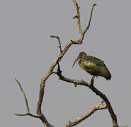 Hadada Ibis