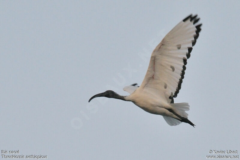 African Sacred Ibis, Flight