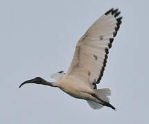 African Sacred Ibis