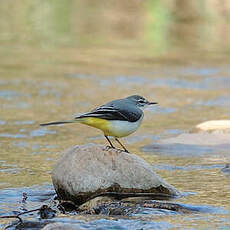 Bergeronnette des ruisseaux