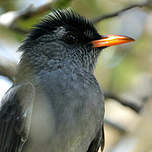 Bulbul de Madagascar