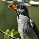 Bulbul de Madagascar