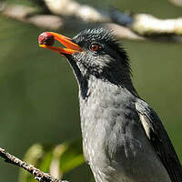 Bulbul de Madagascar