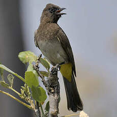 Bulbul tricolore