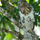 Buse de Madagascar