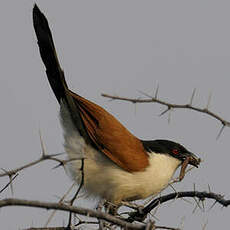 Coucal du Sénégal