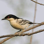 Cubla boule-de-neige