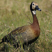 Dendrocygne veuf