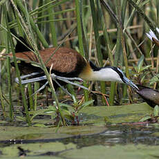 Jacana à poitrine dorée